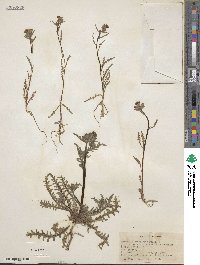 Mentzelia gracilenta image