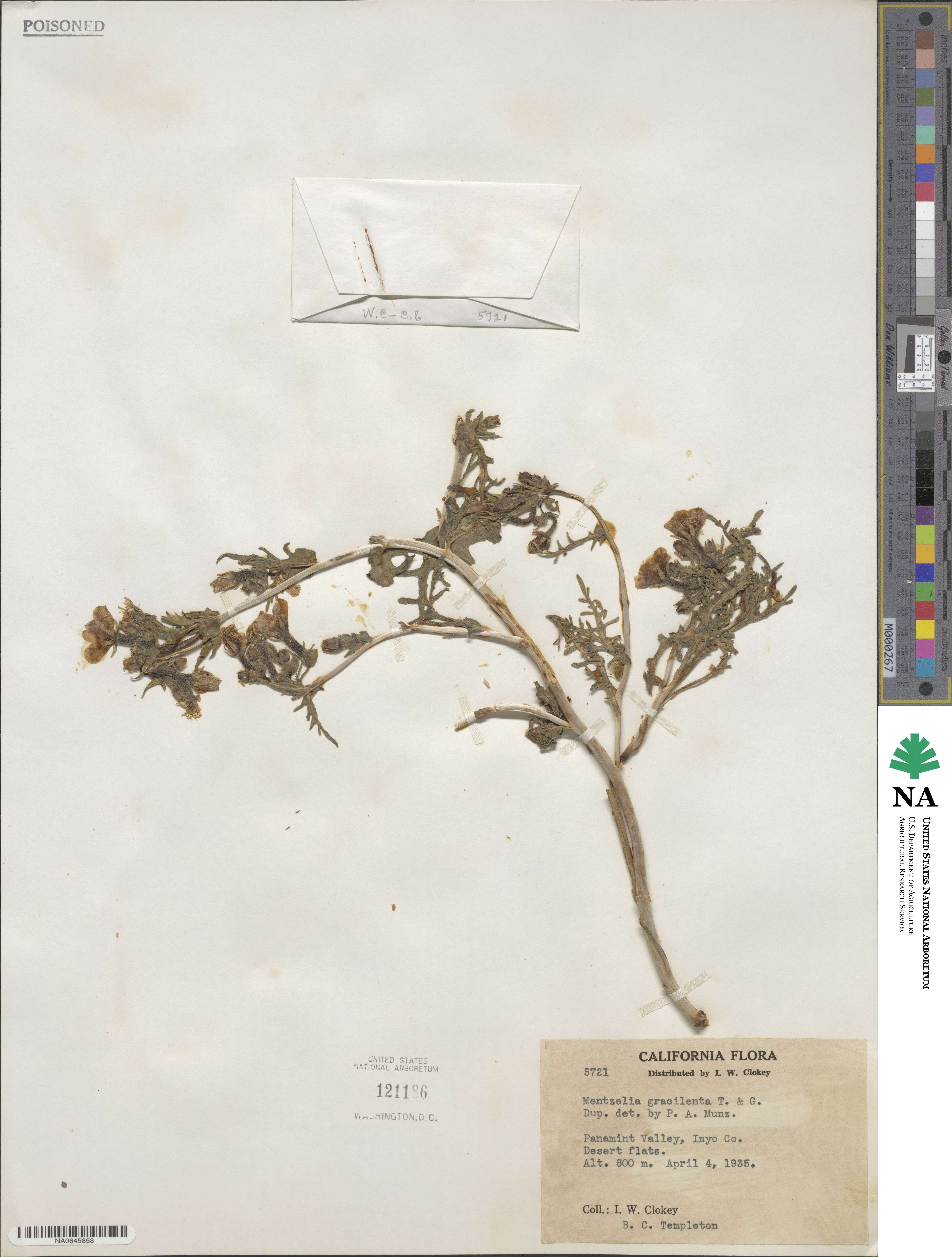 Mentzelia gracilenta image