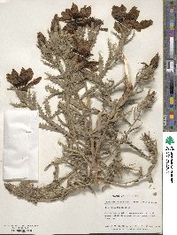 Mentzelia decapetala image