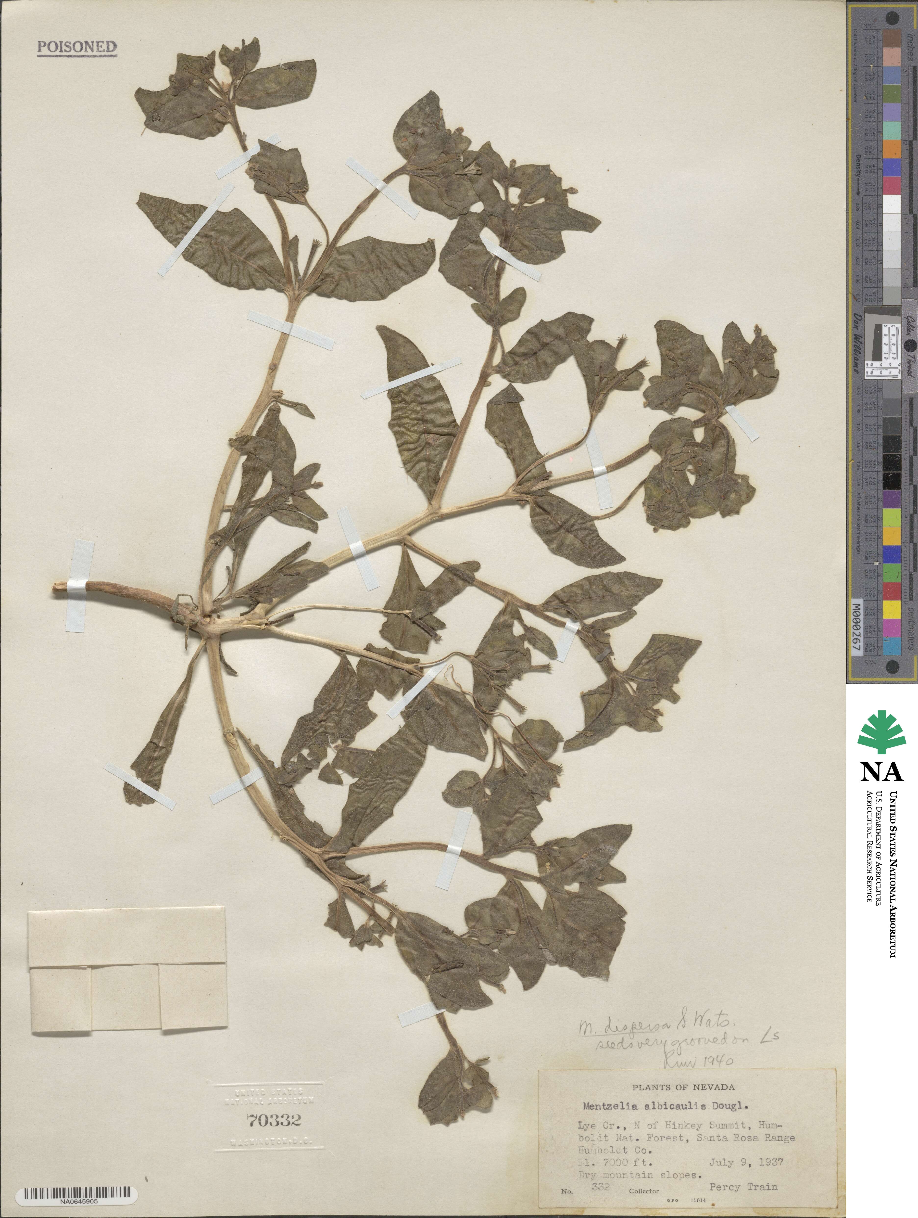 Mentzelia dispersa image
