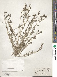 Mentzelia albicaulis image