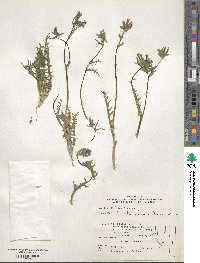 Mentzelia albicaulis image