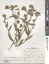 Mentzelia albicaulis image