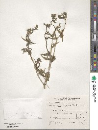 Mentzelia albicaulis image