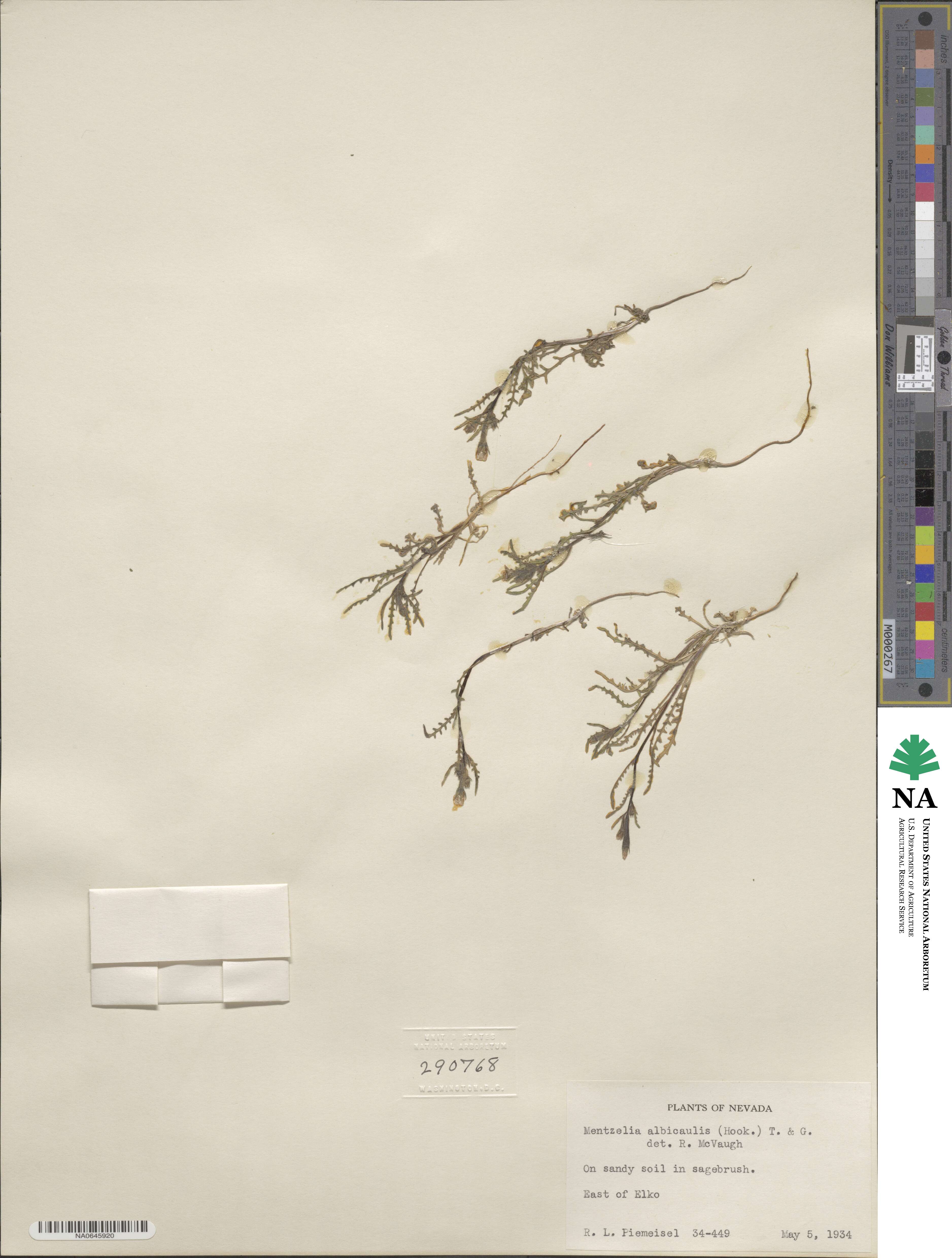 Mentzelia albicaulis image