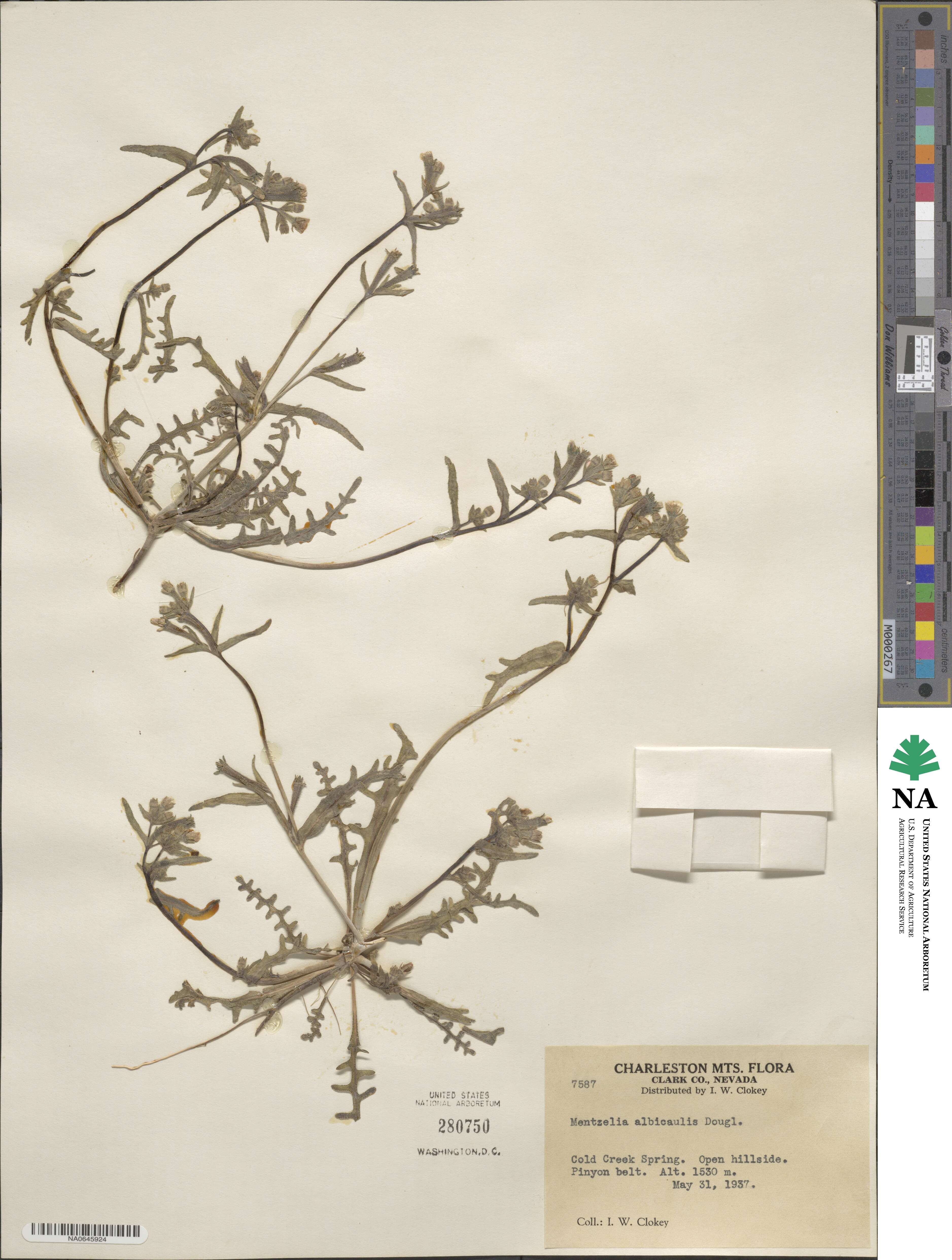 Mentzelia albicaulis image