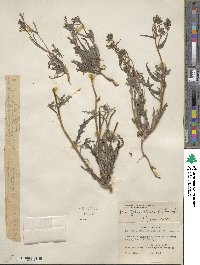 Mentzelia albicaulis image