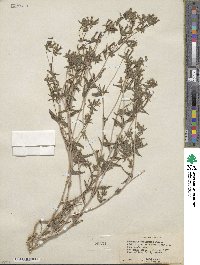 Mentzelia albicaulis image