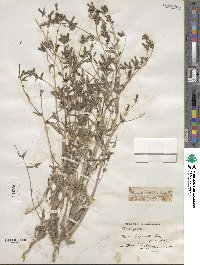 Mentzelia albicaulis image