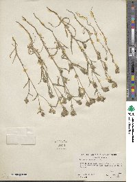 Mentzelia congesta image