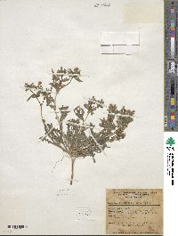 Mentzelia congesta image