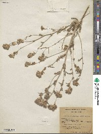 Mentzelia congesta image