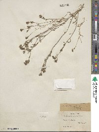 Mentzelia congesta image