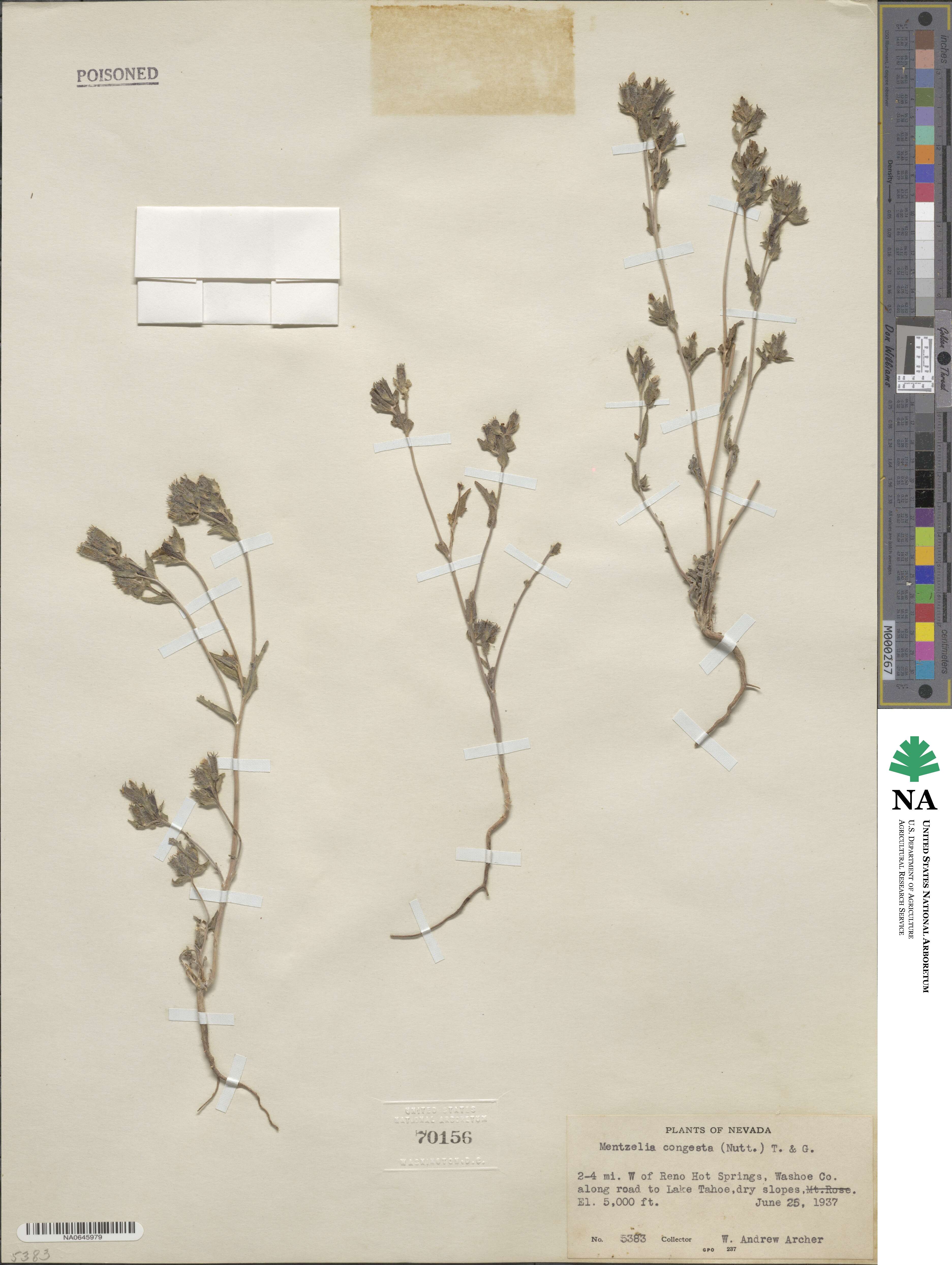 Mentzelia congesta image