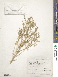 Petalonyx thurberi image