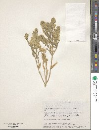 Image of Petalonyx linearis