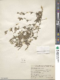 Mentzelia affinis image