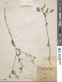 Mentzelia affinis image