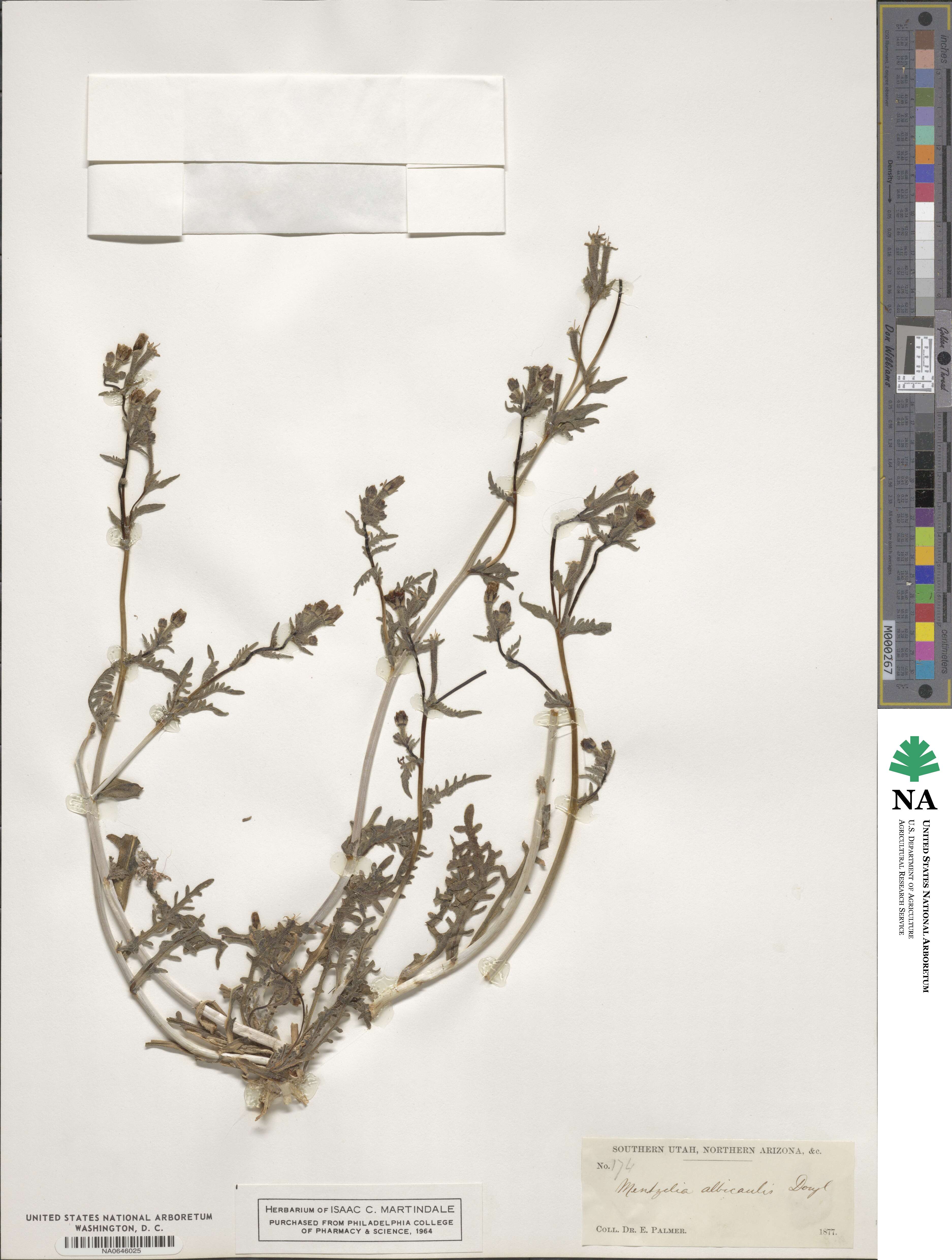 Mentzelia albicaulis image