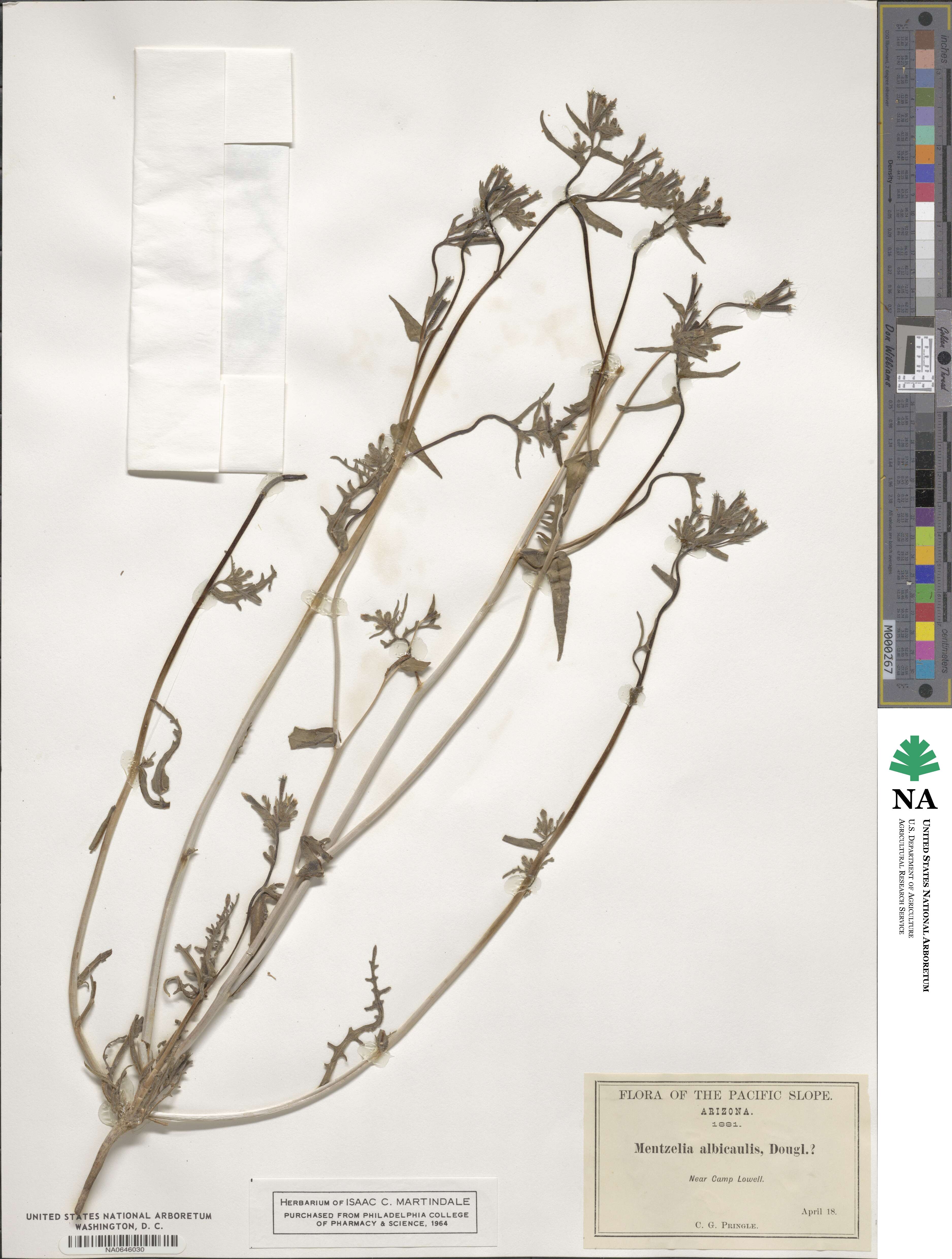 Mentzelia albicaulis image