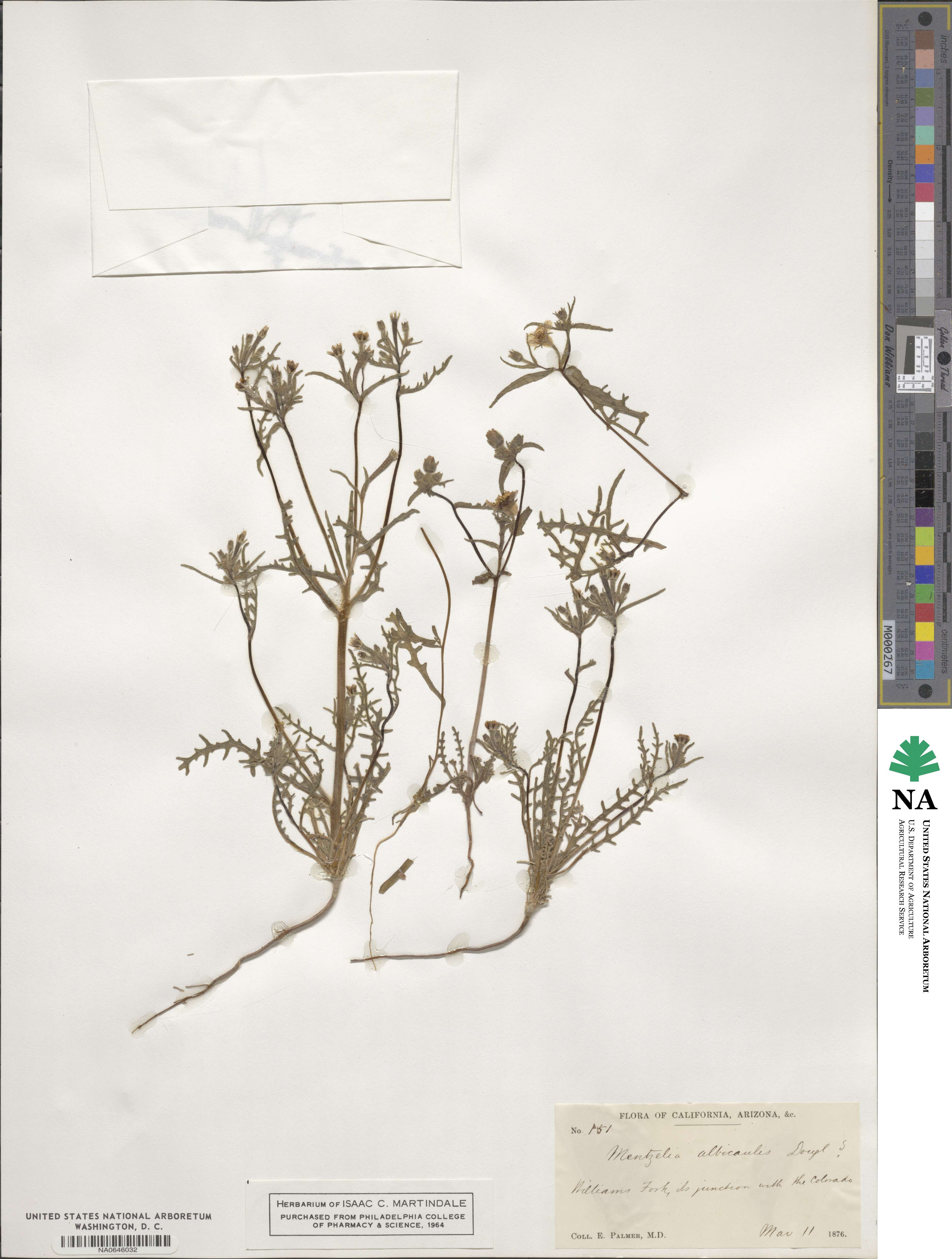 Mentzelia albicaulis image