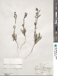 Mentzelia albicaulis image