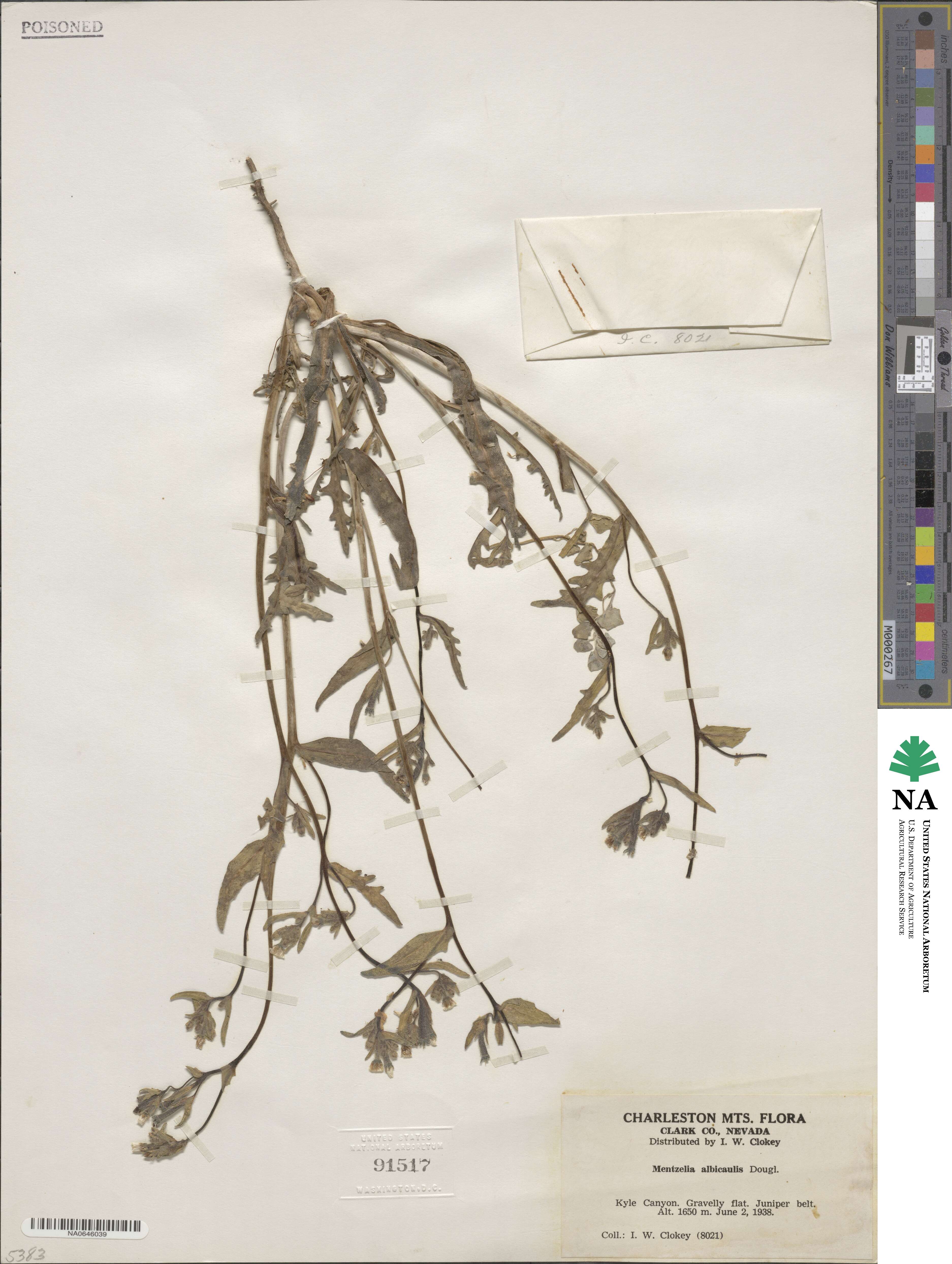 Mentzelia albicaulis image