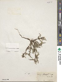 Mentzelia albicaulis image