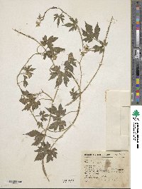 Gronovia scandens image