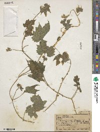 Gronovia scandens image