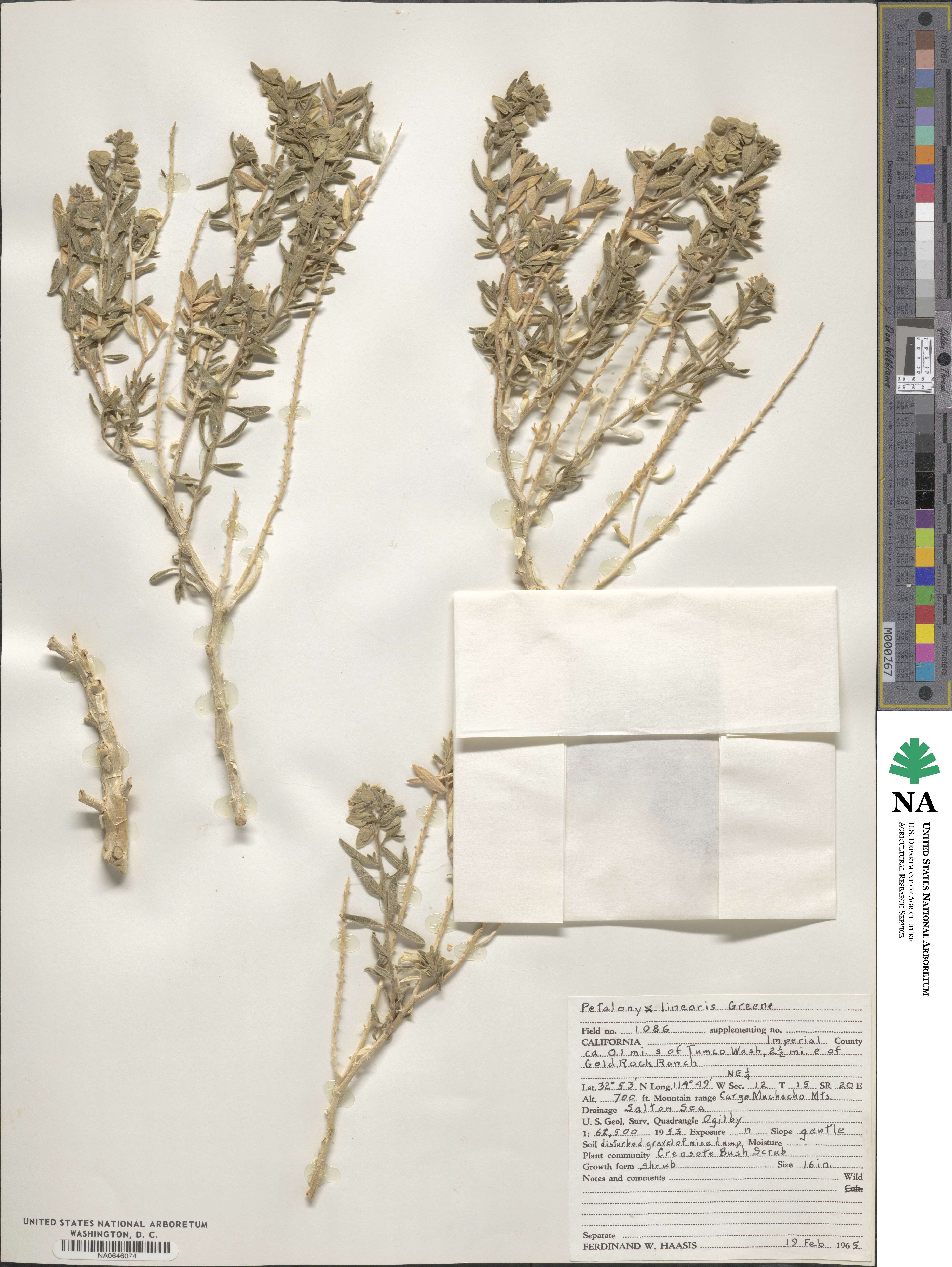 Petalonyx linearis image