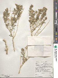 Petalonyx linearis image