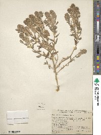 Petalonyx linearis image