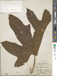 Vasconcellea pubescens image