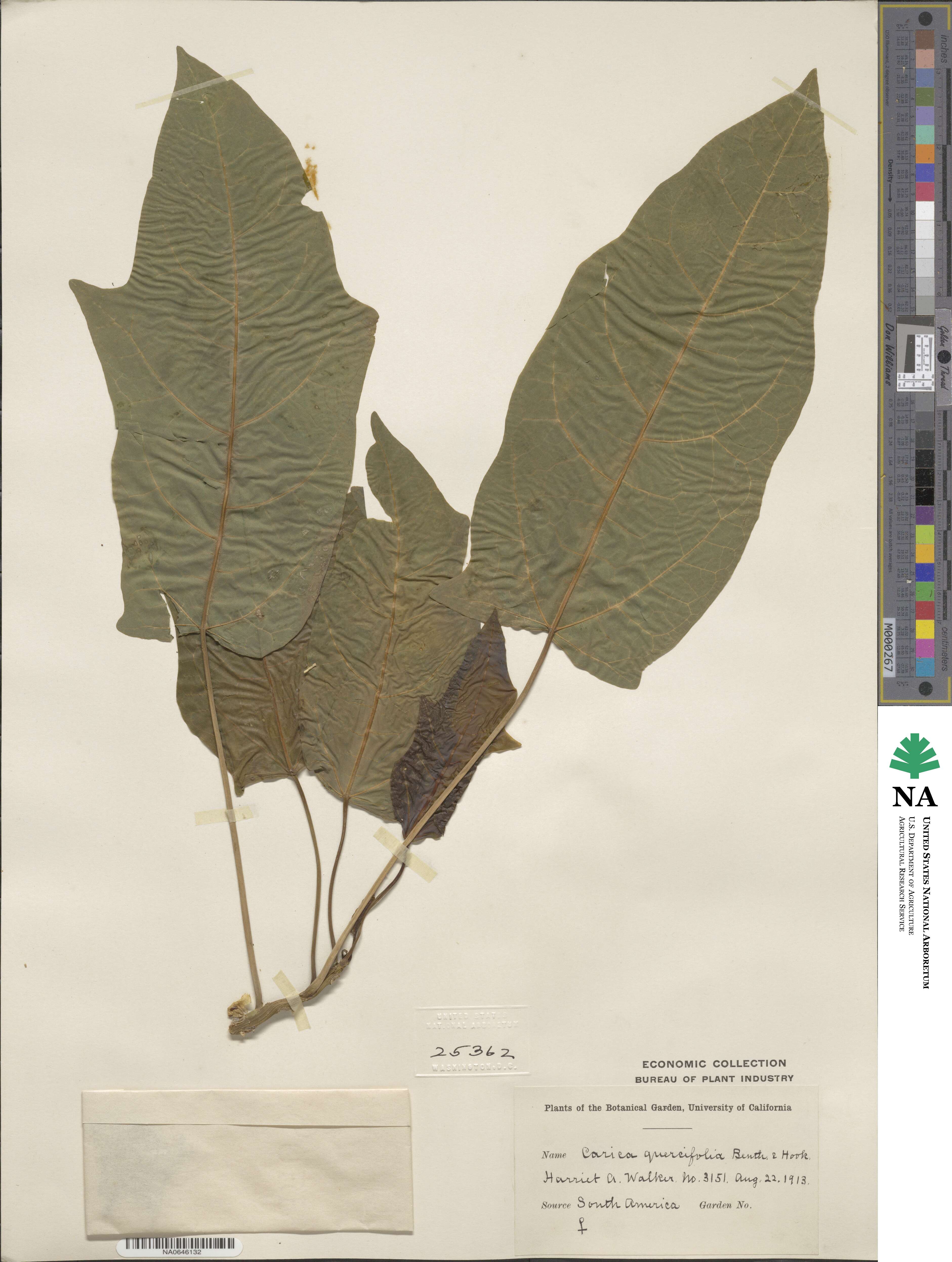 Vasconcellea quercifolia image