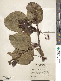 Passiflora quadrangularis image