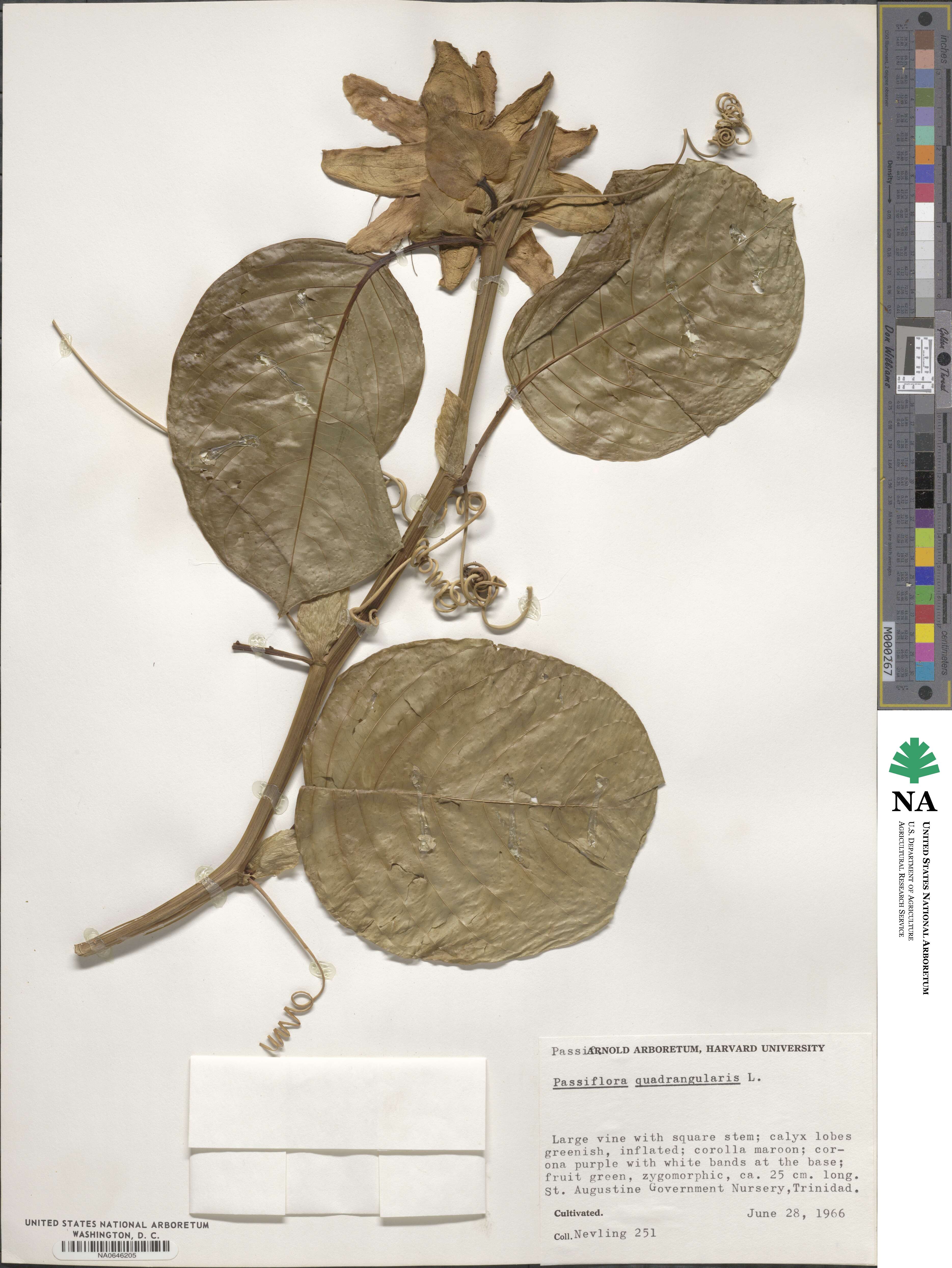 Passiflora quadrangularis image
