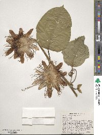 Passiflora quadrangularis image
