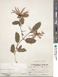 Passiflora quadriglandulosa image