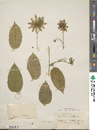 Passiflora serratifolia image