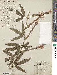 Passiflora tripartita image