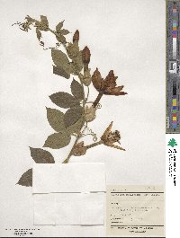 Passiflora tripartita var. mollissima image