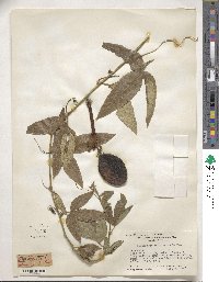 Passiflora tripartita var. mollissima image