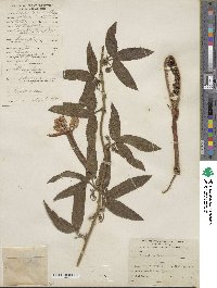 Passiflora tripartita image