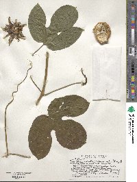 Passiflora edulis image