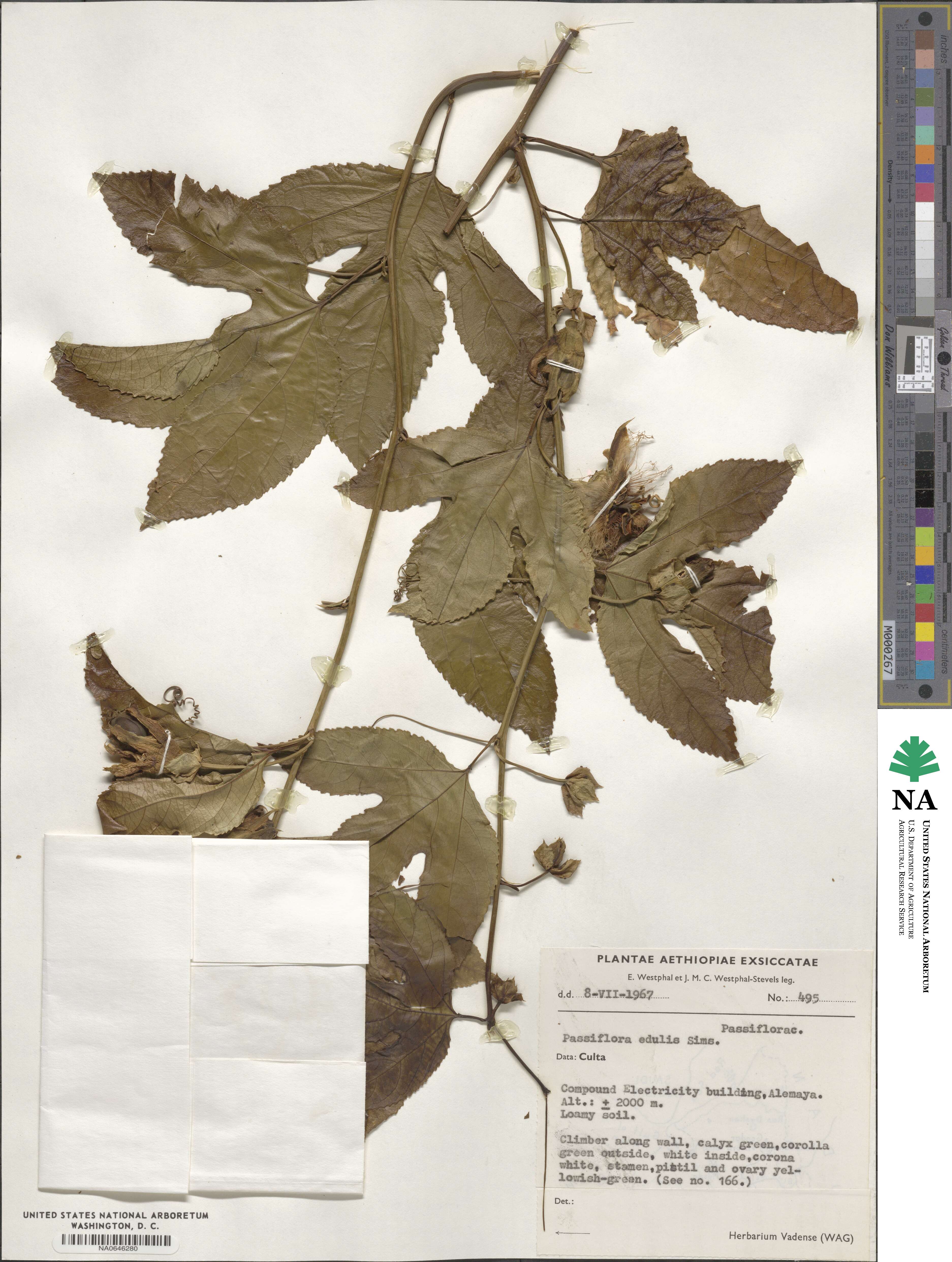 Passiflora edulis image