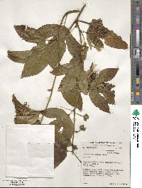 Passiflora edulis image