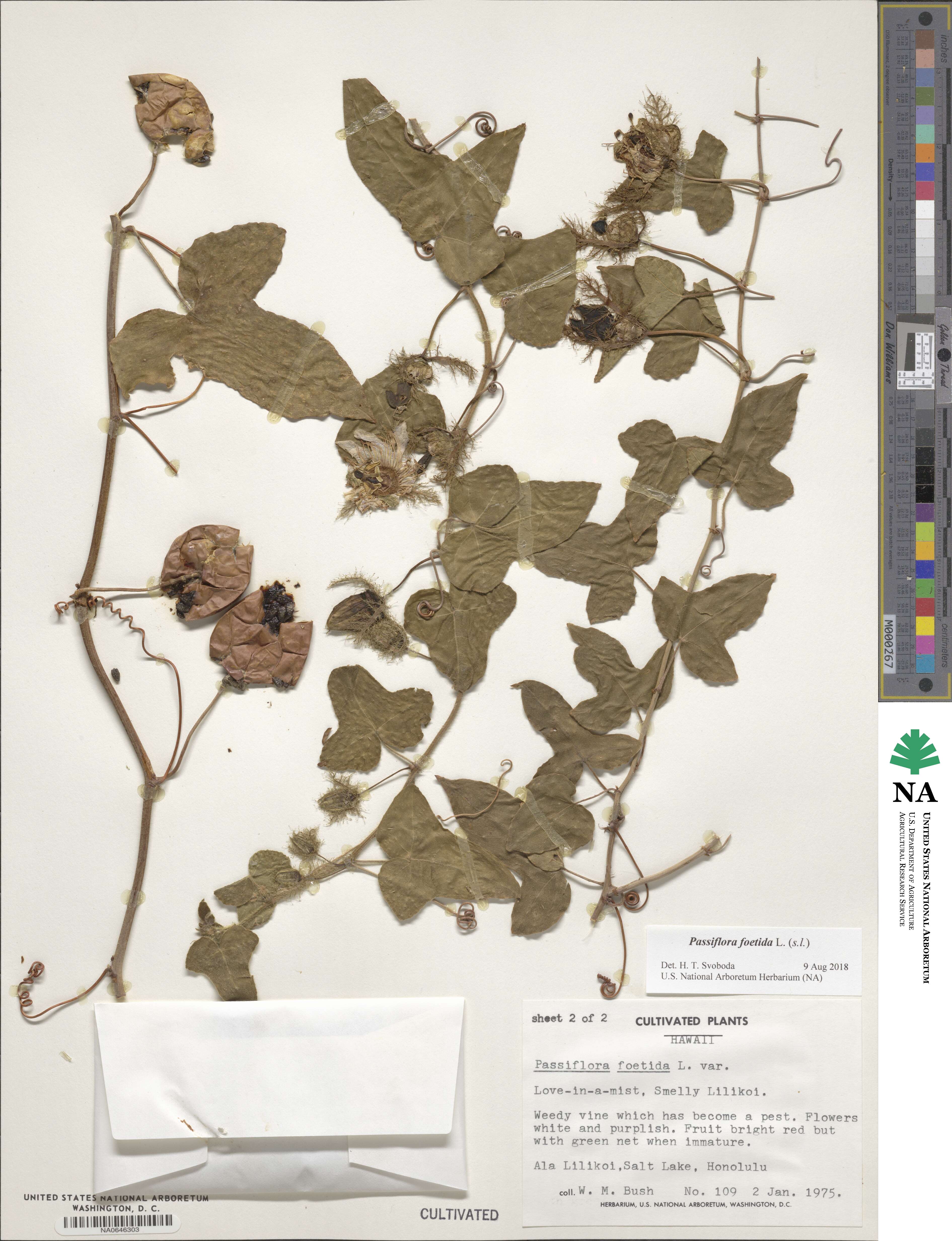 Passifloraceae image