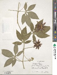 Passiflora 'Incense' image