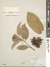 Passiflora alata image